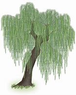 Image result for Willow Tree Branch Illustration