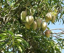 Image result for Mango Sticky Rice