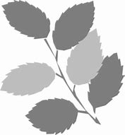 Image result for Leaf Grey No Backround