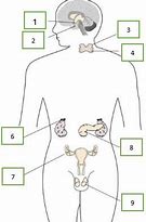 Image result for Endocrine System Unlabeled