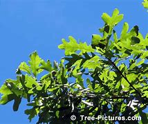 Image result for Oregon White Oak Leaves