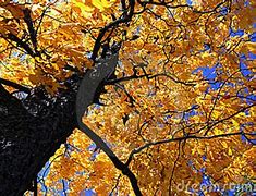 Image result for Large Elm Tree Leaves