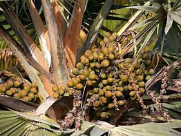 Image result for Chinese Fan Palm Fully Grown