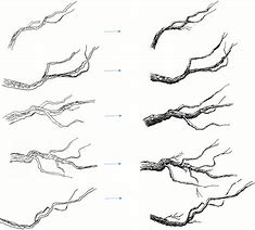 Image result for Tree Branch Pencil Drawing