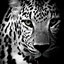 Image result for Jaguar Black and White Image Sketch