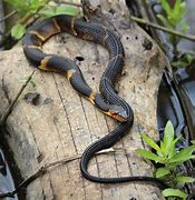 Image result for Amphibian Snake