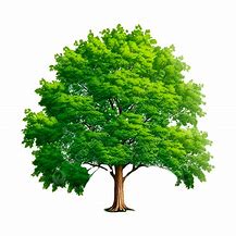 Image result for Green Tree by Water Clip Art