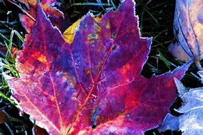 Image result for Autumn Leaf Icon