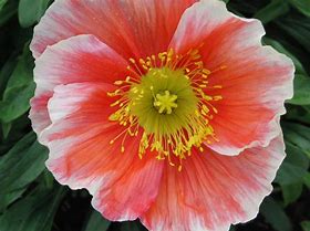 Image result for Iceland Poppies Flower Box