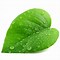 Image result for Green Leaf Vector Png