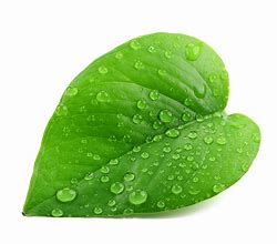 Image result for Single Curve Bay Leaf Illustration