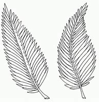 Image result for Palm Branches Coloring Pages