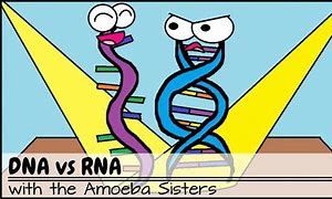 Image result for Biology DNA and RNA