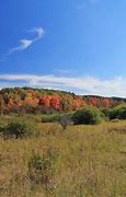 Image result for Colorful Tree of Life