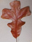 Image result for Post Oak Leaf Designs