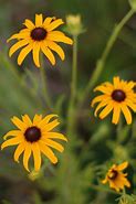 Image result for Black Eyed Susan Diagram