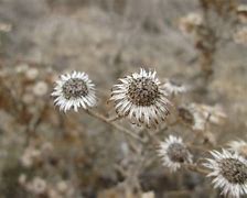 Image result for Brown Flower Drawing