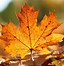 Image result for Fall Foliage Graphics