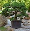 Image result for Homemade Bonsai Tree