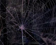 Image result for Anime Spider Web