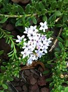 Image result for Shade Tolerant Ground Cover Plants