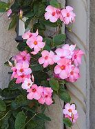 Image result for Flowering Vines