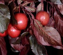 Image result for Prunus Cerasifera Drawing