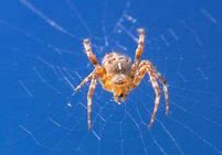 Image result for Orb Weaver Spider Arizona