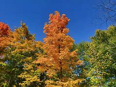 Image result for Free Printables of Fall Leaves