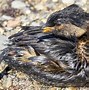 Image result for Oil Spill Science Experiment