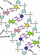 Image result for Nitrogenous Bases Hydrogen Bonds