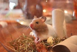 Image result for Red Hamster