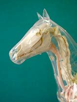 Image result for Prehistoric Horse Skull