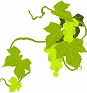 Image result for Grape Leaf Clip Art