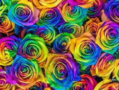 Image result for Bright Colored Roses