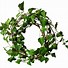 Image result for Ivy Leaf Vine Clip Art