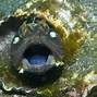 Image result for Dory Fish Nemo