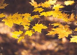 Image result for Simple Tree Branch with Leaves