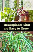 Image result for Easy Care Houseplants