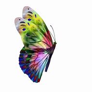 Image result for Beautiful Side View Butterfly