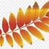 Image result for Fall Leaves Vector Free