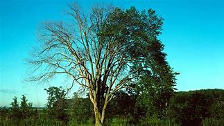 Image result for Cedar Elm Tree Spring Leaves