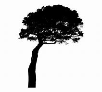 Image result for Shilote Tree Pine