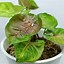 Image result for Arrow Leaf Plant Care