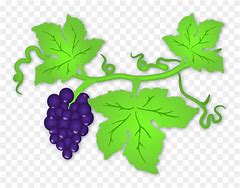 Image result for Vine Clip Art Black White