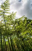 Image result for Autumn Fern