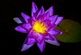 Image result for Lotus Flower