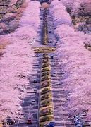 Image result for Cherry Blossom Road Japan