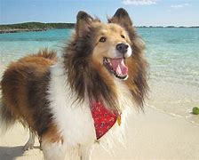 Image result for Happy Dog Jumping Cartoon