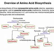 Image result for Biosynthesis of Essential Amino Acids